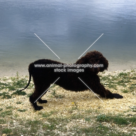 champion irish water spaniel stretching by water