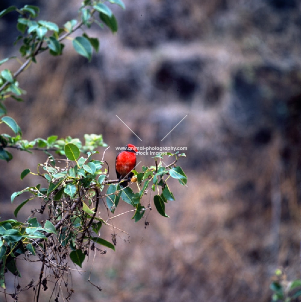 male vermilion fly catcher on branch, james island, galapagos islands