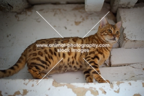 side view of a Bengal cat standing
