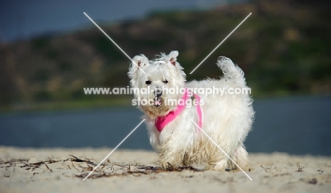 West Highland White Terrier walking on beach