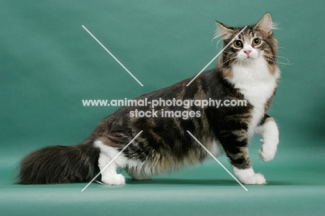 Norwegian Forest Cat, one leg up, on green background