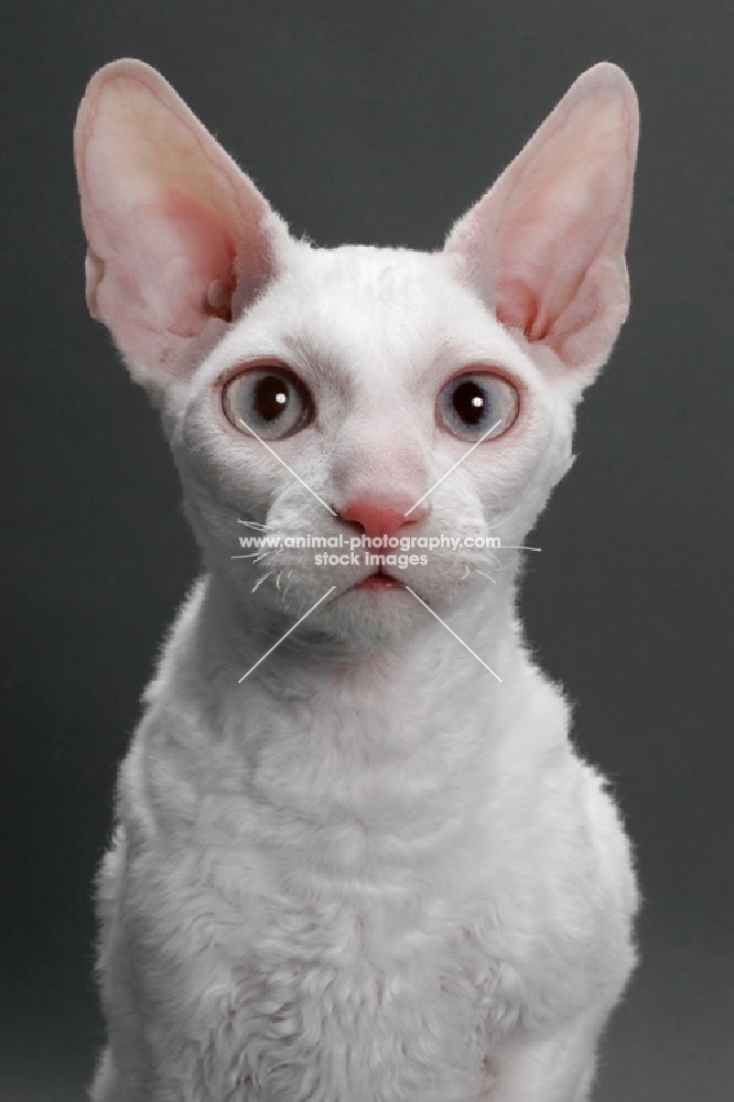 white Cornish Rex, portrait