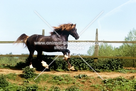 welsh cob (section d) stallion patrolling his territory