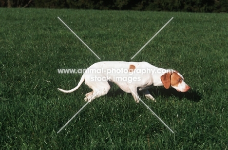 rare Braque Saint Germain working in field, aka Saint Germain pointer