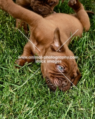 Dogue de Bordeaux puppy lying on grass