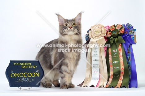 Blue Classic Tabby Maine Coon with rosettes