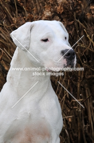 Dogo Argentino portrait