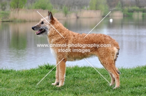 posed Laekenois (Belgian Shepherd)