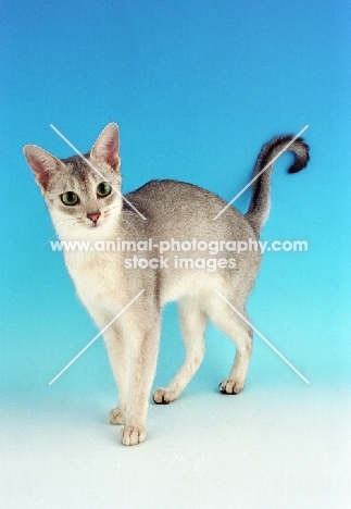 usual silver Abyssinian