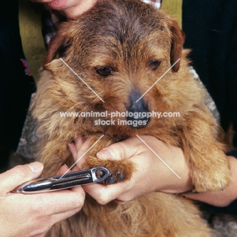 norfolk terrier's nails being cut
