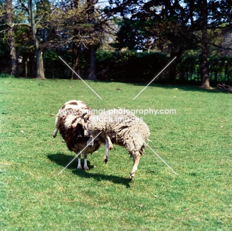 jacob andnorth ronaldsay in conflict