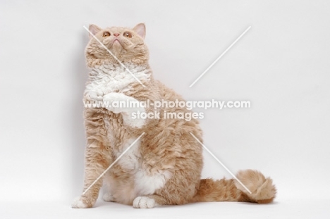 Selkirk Rex on white background, Cream Classic Tabby & White, one leg up