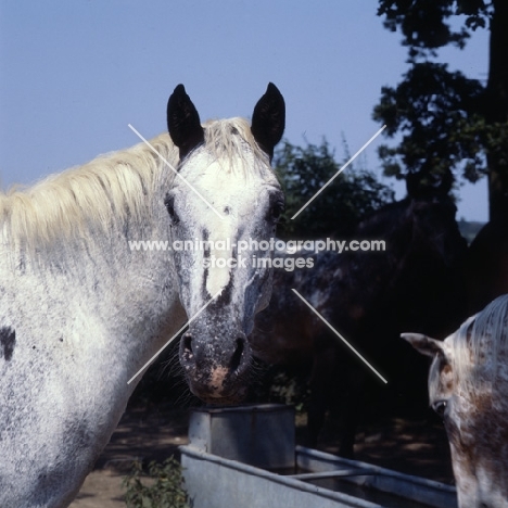 Appaloosa head 