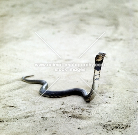 spitting cobra rearing up ready to eject venom in tanzania
