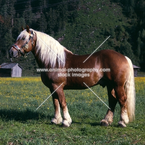 noric stallion in austria