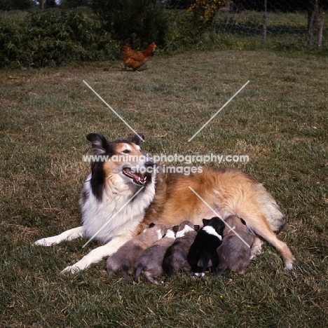 rough collie with puppies suckling 