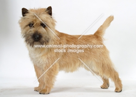 grey brindle Cairn Terrier standing in studio