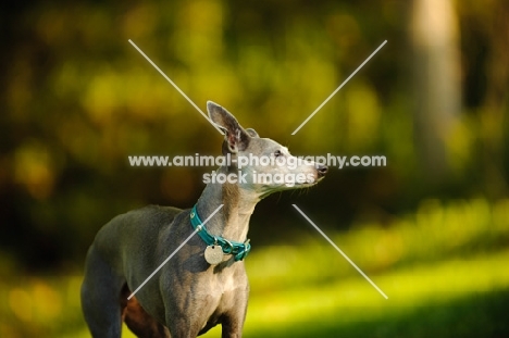 Italian Greyhound