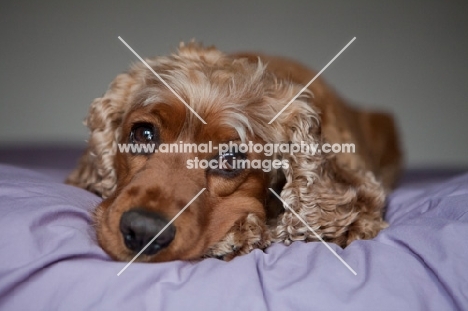 English and American Cocker Spaniel crossbreed dog resting on bed