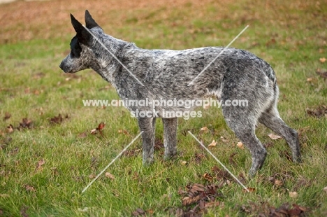 australian stumpy tail cattle dog