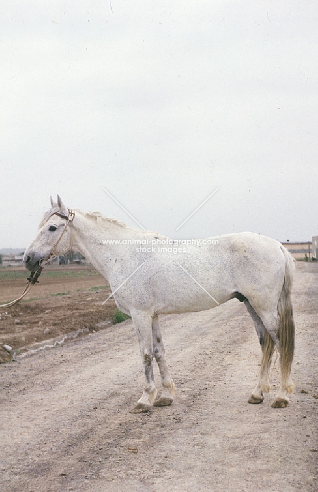 lokai horse standing on dirt road blending in with background