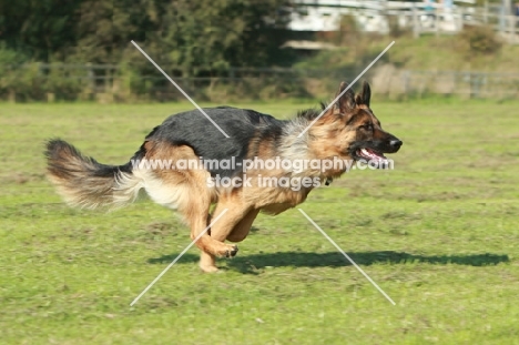 German Shepherd Dog (Alsatian) running