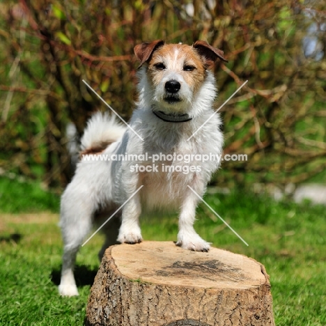 jack russell, wire coated 