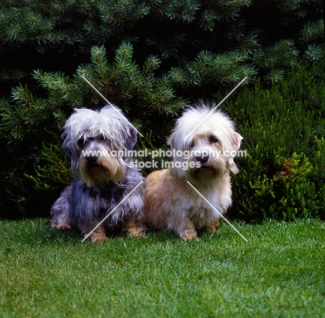 ch sandyclose scilla (mustard) ch sandyclose sonata, (pepper)  two dandie dinmonts sitting on grass 