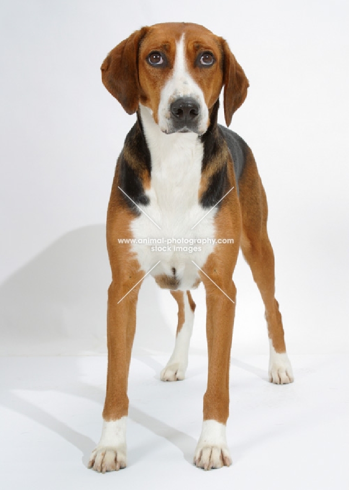 Australian Champion Hamiltonstovare standing on white background