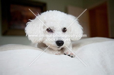 bichon frise resting head on paws