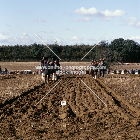 furrows, shire horses ploughing at spring working