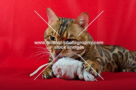 Bengal male cat licking a toy mouse, red background, studio shot