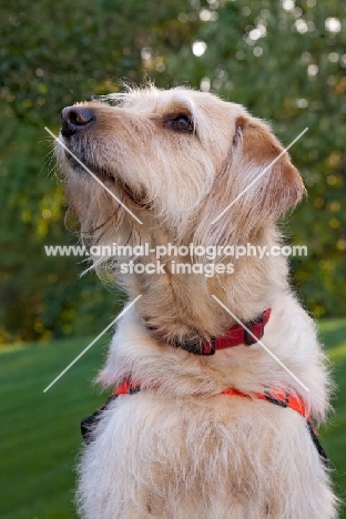 Goldendoodle looking up