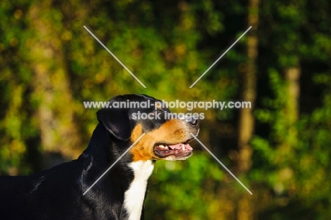 Great Swiss Mountain Dog profile