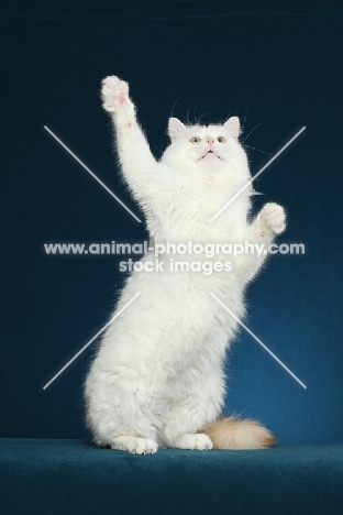 Turkish Van on hind legs, reaching up