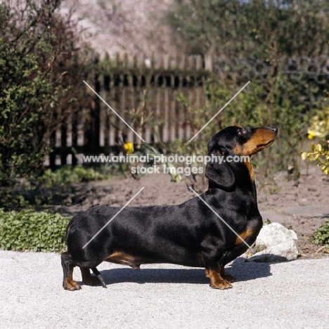 smooth haired dachshund  posed on a path
