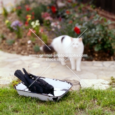 cat watching a jackdaw drinking from dish