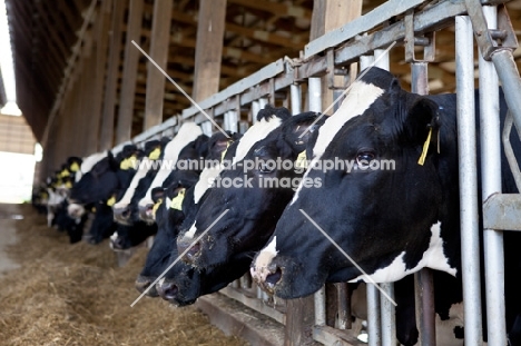 Friesian cows in stable
