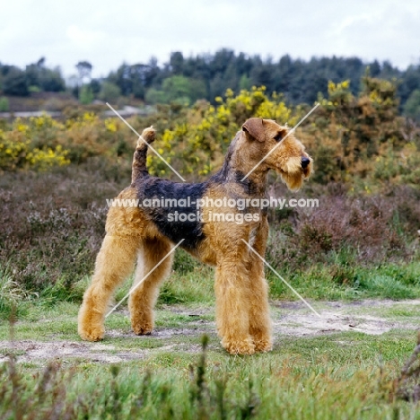 ch ginger xmas carol, airedale posing in the countryside, best in show at crufts