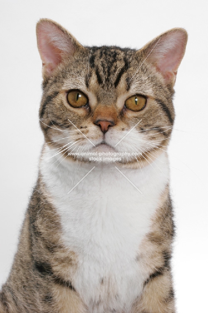 American Wirehair, Brown Mackerel Tabby & White, staring