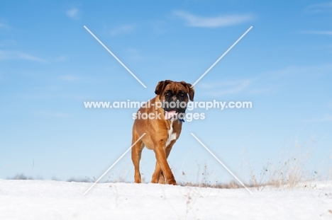 Boxer walking along snowy hilltop
