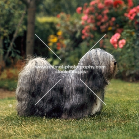 ch verles tom-tru,  lhasa apso posing