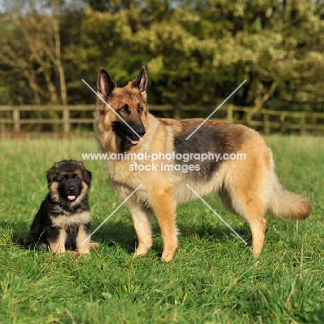 german shepherd dog bitch and her puppy