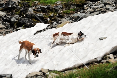 two Saint Bernards in snow