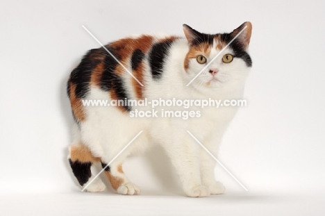 Tortoiseshell and White Manx cat