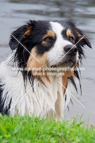 wet Australian Shepherd dog, portrait