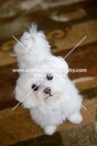 maltese smiling on rug