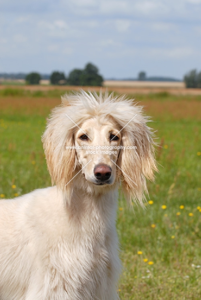 Taigan, sighthound of kyrgyzstan, portrait