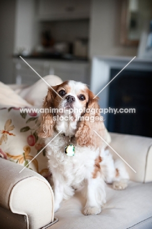 cavalier king charles spaniel sitting on armchair