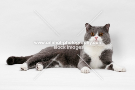 blue white British Shorthair on white background, lying down